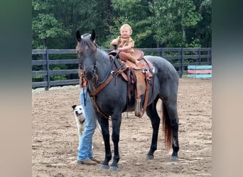 American Quarter Horse, Gelding, 6 years, 14,2 hh, Roan-Blue