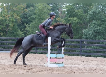 American Quarter Horse, Gelding, 6 years, 14,2 hh, Roan-Blue