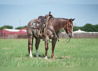 American Quarter Horse, Gelding, 6 years, 14.2 hh, Roan-Red