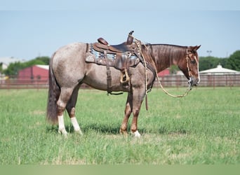 American Quarter Horse, Gelding, 6 years, 14.2 hh, Roan-Red