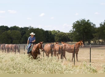 American Quarter Horse, Wallach, 6 Jahre, 14,2 hh, Roan-Red