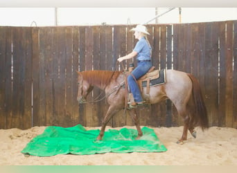 American Quarter Horse, Wallach, 6 Jahre, 14,2 hh, Roan-Red