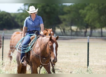 American Quarter Horse, Wallach, 6 Jahre, 14,2 hh, Roan-Red