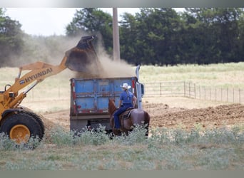 American Quarter Horse, Wallach, 6 Jahre, 14,2 hh, Roan-Red