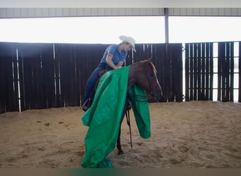 American Quarter Horse, Wallach, 6 Jahre, 14,2 hh, Roan-Red