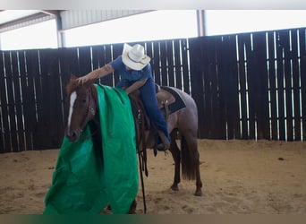 American Quarter Horse, Wallach, 6 Jahre, 14,2 hh, Roan-Red