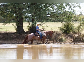 American Quarter Horse, Wallach, 6 Jahre, 14,2 hh, Roan-Red