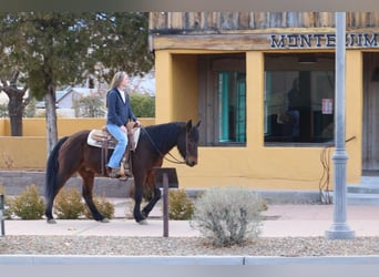 American Quarter Horse, Gelding, 6 years, 14,2 hh, Roan-Red