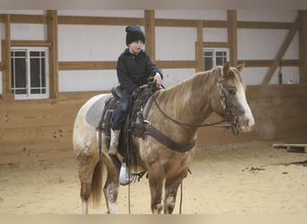 American Quarter Horse, Gelding, 6 years, 14,2 hh, Roan-Red