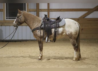 American Quarter Horse, Gelding, 6 years, 14,2 hh, Roan-Red