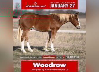 American Quarter Horse, Gelding, 6 years, 14.2 hh, Sorrel