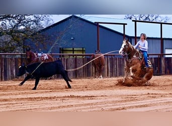 American Quarter Horse, Gelding, 6 years, 14.2 hh, Sorrel