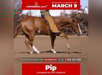 American Quarter Horse, Gelding, 6 years, 14.2 hh, Sorrel