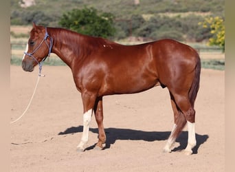 American Quarter Horse, Gelding, 6 years, 14.2 hh, Sorrel