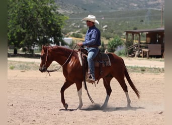American Quarter Horse, Gelding, 6 years, 14.2 hh, Sorrel