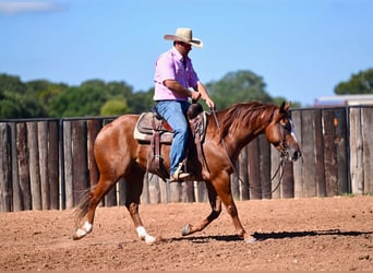 American Quarter Horse, Wallach, 6 Jahre, 14,2 hh, Rotfuchs