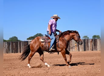 American Quarter Horse, Wallach, 6 Jahre, 14,2 hh, Rotfuchs