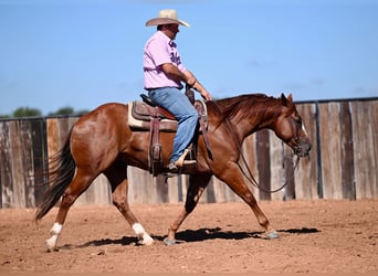 American Quarter Horse, Gelding, 6 years, 14,2 hh, Sorrel