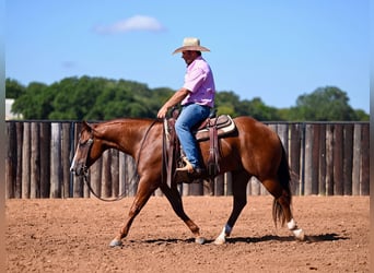 American Quarter Horse, Wallach, 6 Jahre, 14,2 hh, Rotfuchs