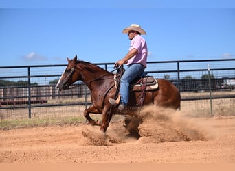 American Quarter Horse, Wallach, 6 Jahre, 14,2 hh, Rotfuchs