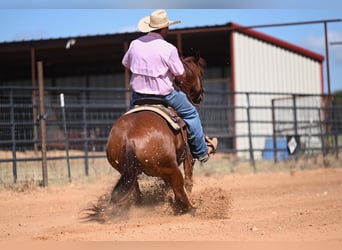 American Quarter Horse, Gelding, 6 years, 14,2 hh, Sorrel