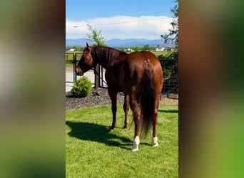 American Quarter Horse, Gelding, 6 years, 14.2 hh, Sorrel