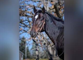 American Quarter Horse, Gelding, 6 years, 14.3 hh, Bay
