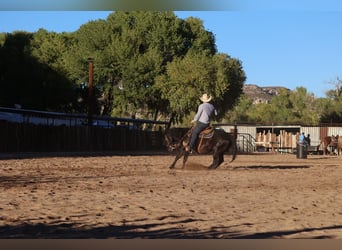 American Quarter Horse, Gelding, 6 years, 14,3 hh, Black