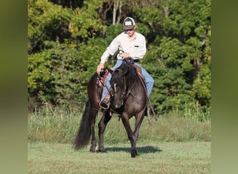 American Quarter Horse, Gelding, 6 years, 14,3 hh, Black