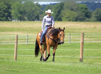 American Quarter Horse, Gelding, 6 years, 14,3 hh, Buckskin