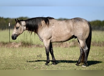 American Quarter Horse, Wallach, 6 Jahre, 14,3 hh, Buckskin