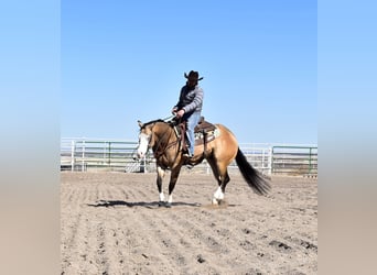 American Quarter Horse, Gelding, 6 years, 14.3 hh, Buckskin