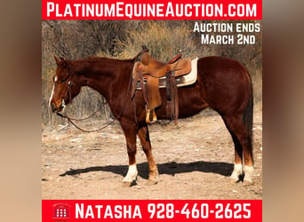 American Quarter Horse, Gelding, 6 years, 14,3 hh, Chestnut