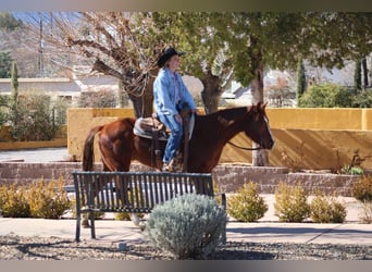 American Quarter Horse, Gelding, 6 years, 14,3 hh, Chestnut