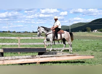 American Quarter Horse, Gelding, 6 years, 14.3 hh, Gray