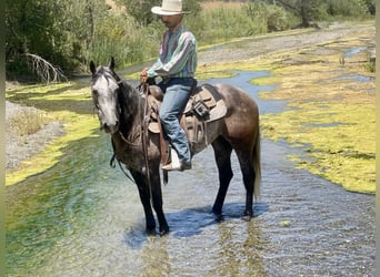 American Quarter Horse, Gelding, 6 years, 14.3 hh, Gray