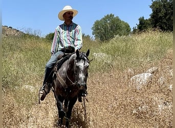 American Quarter Horse, Gelding, 6 years, 14.3 hh, Gray