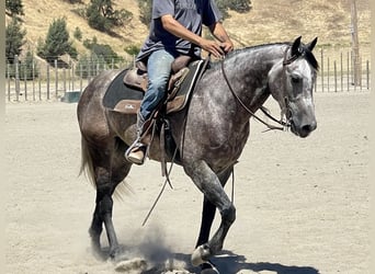 American Quarter Horse, Gelding, 6 years, 14.3 hh, Gray