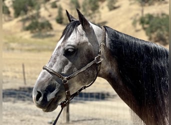 American Quarter Horse, Gelding, 6 years, 14.3 hh, Gray