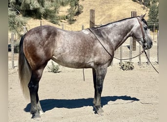 American Quarter Horse, Gelding, 6 years, 14.3 hh, Gray