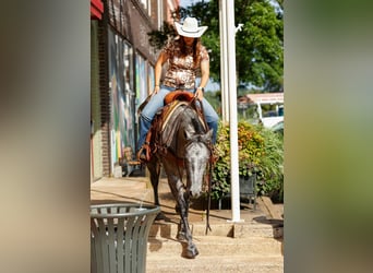 American Quarter Horse, Gelding, 6 years, 14.3 hh, Grey