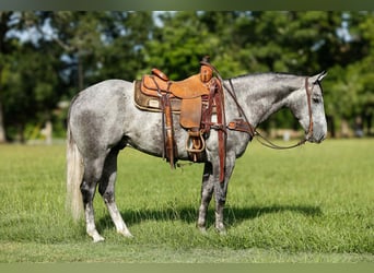 American Quarter Horse, Gelding, 6 years, 14.3 hh, Grey