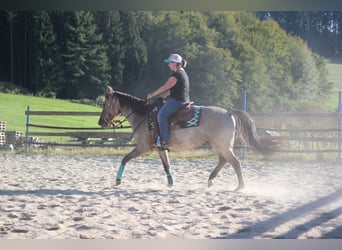 American Quarter Horse, Gelding, 6 years, 14.3 hh, Grullo