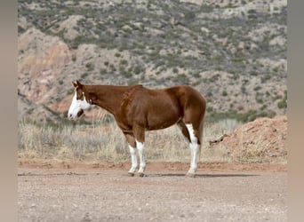 American Quarter Horse, Gelding, 6 years, 14,3 hh, Overo-all-colors