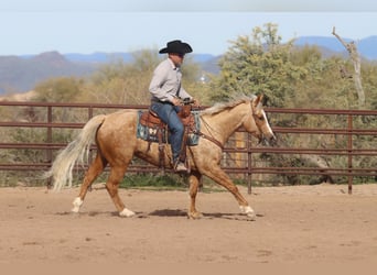 American Quarter Horse, Gelding, 6 years, 14.3 hh, Palomino