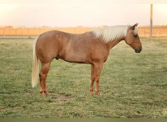 American Quarter Horse, Wallach, 6 Jahre, 14,3 hh, Palomino