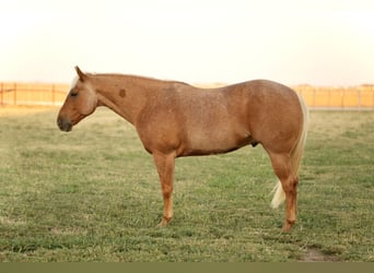 American Quarter Horse, Wallach, 6 Jahre, 14,3 hh, Palomino