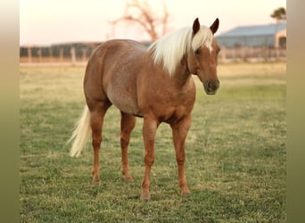 American Quarter Horse, Wallach, 6 Jahre, 14,3 hh, Palomino