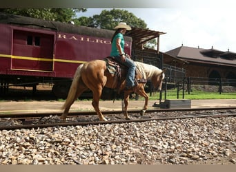 American Quarter Horse, Gelding, 6 years, 14.3 hh, Palomino