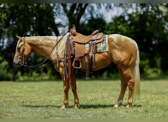American Quarter Horse, Gelding, 6 years, 14.3 hh, Palomino